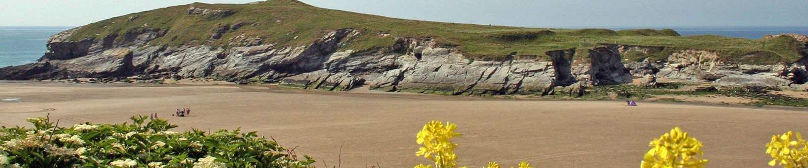 yellow flowers with Porth beach in the background