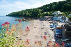 Pink flowers with Cawsand and Kingsand in the background