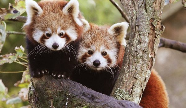 Red Pandas