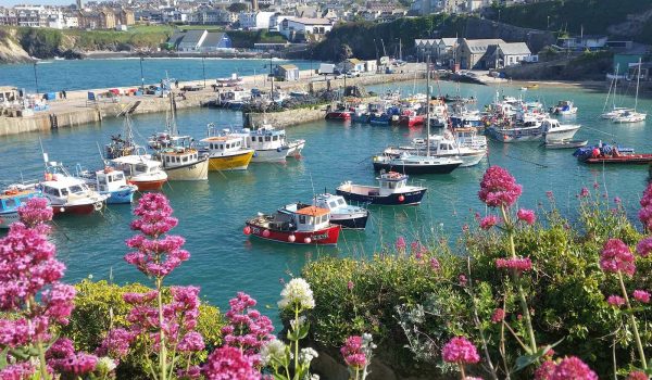 flowers at Newquay