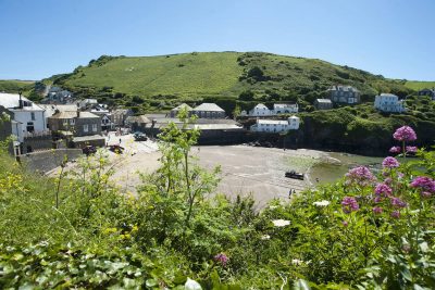 Porth Isaac flowers