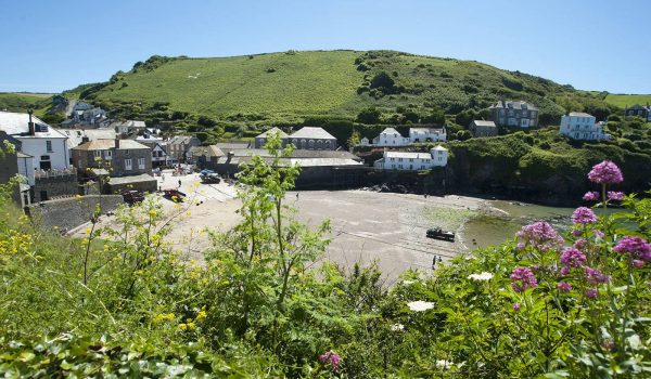 Porth Isaac flowers