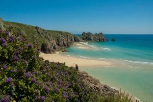 purple flowers on Porthcurno cliffs