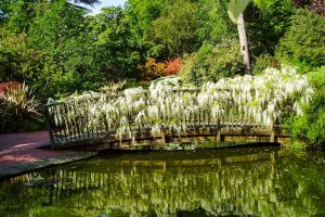 Bridge covered in Wisteria