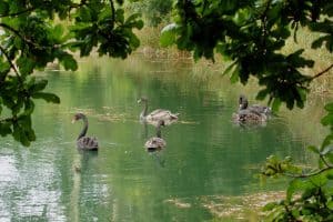 Geese swimming on the duck pond