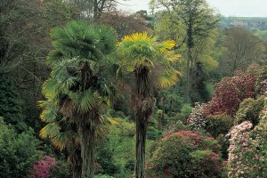 Chusan Palms at Trebah