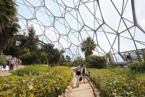 sunflowers in biomes