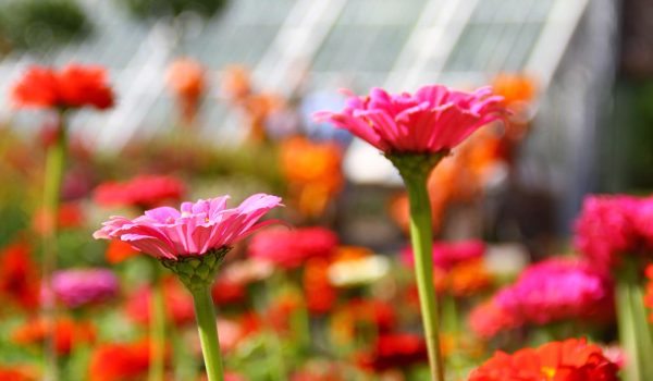 colourful flowers