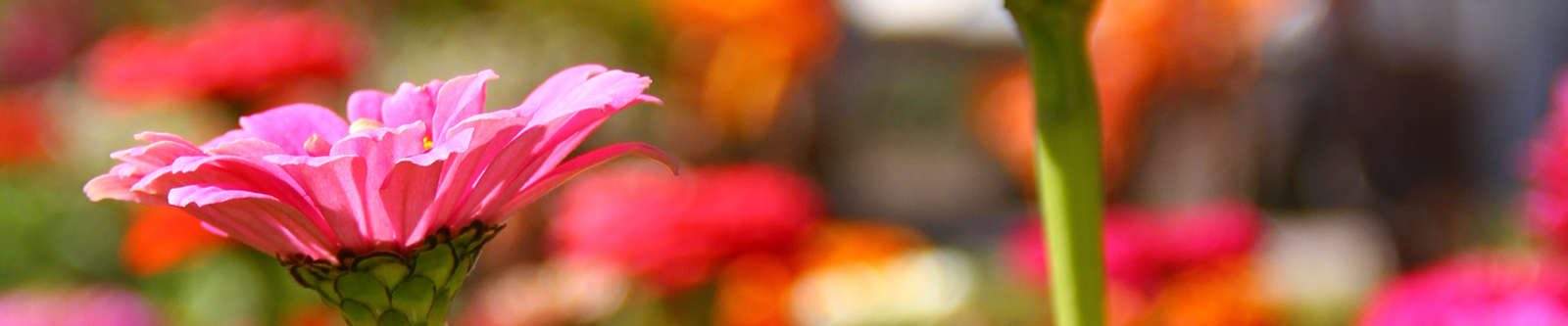 close up of bright flowers