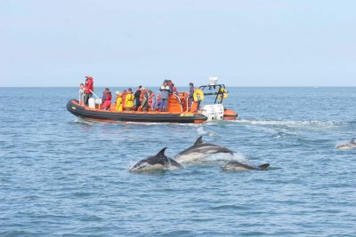 people on a boat watching dolphins