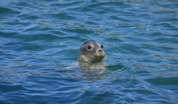 seal in the water