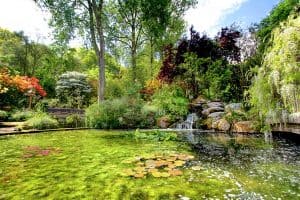 beautiful pond at Pinetum