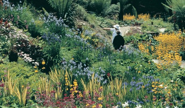 water garden at Trebah