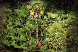 Jungle view at Trebah