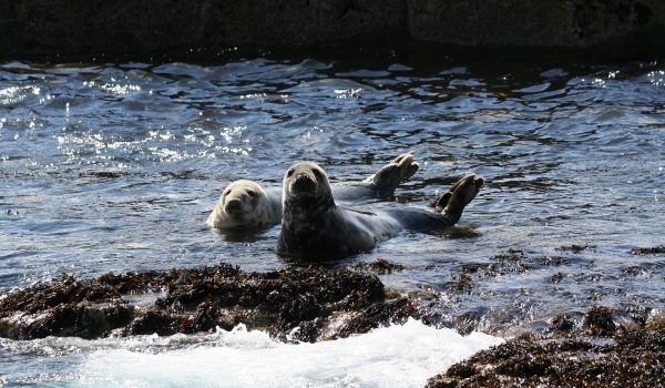 atlantic grey seals