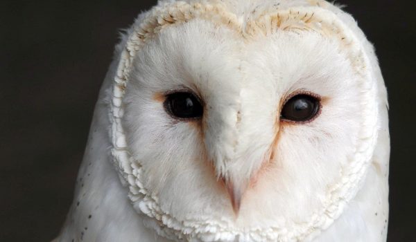 British Barn Owl