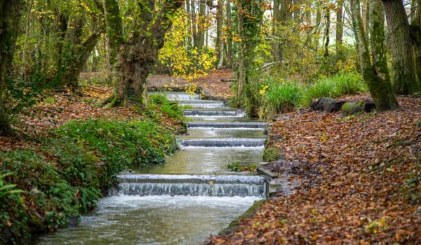 Tehidy Woods in the autumn