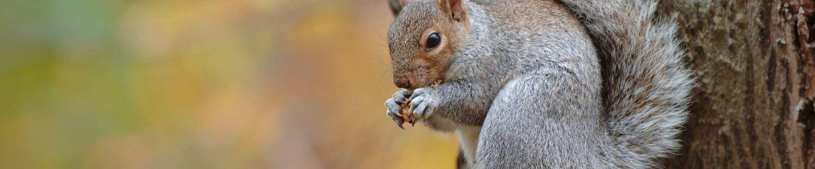 Squirrel sat on a branch