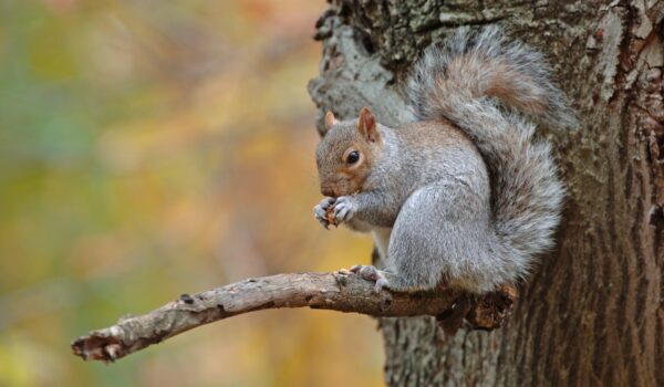 Grey squirrel sat on a branch
