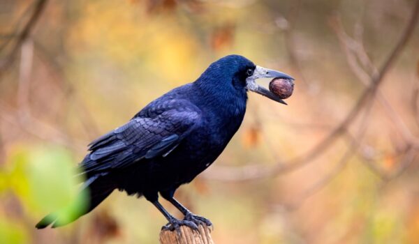rook sitting on a wooden fence with walnut in its beak