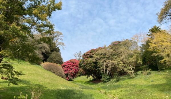 Trengwainton Garden Trees