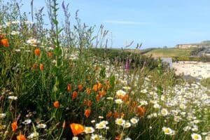 wild flowers in wildflower garden area