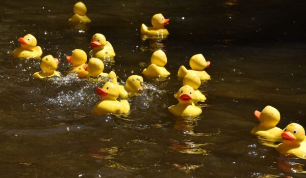 Yellow toy ducks in the water