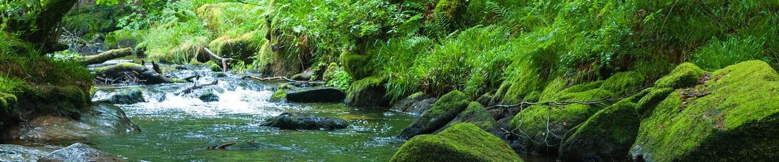Golitha Falls, cascade