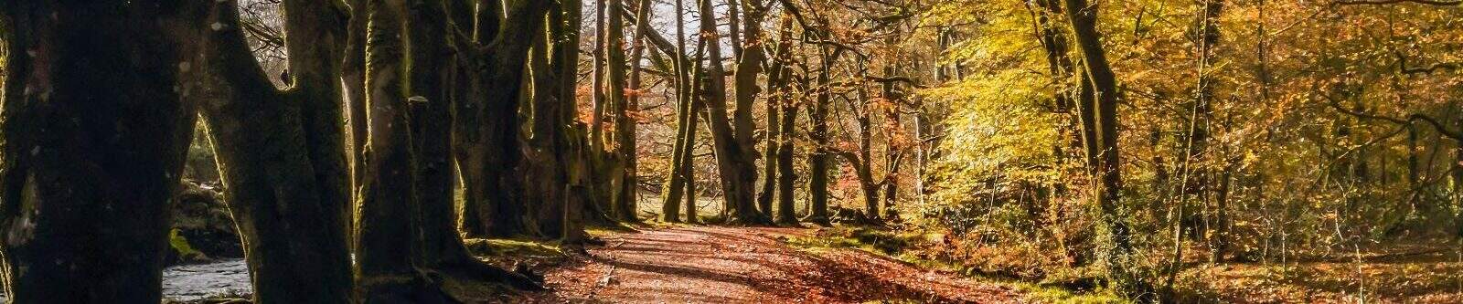 Golitha Falls iin Autumn