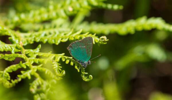 Green Hairstreak butterfly on a fern leaf
