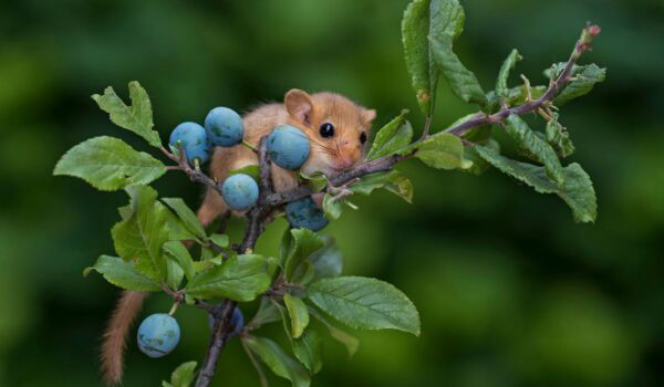 hazel dormouse