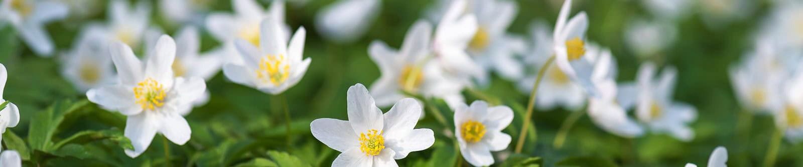 wood anemone