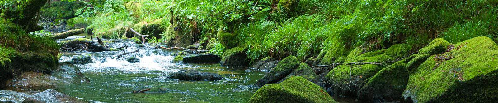 Golitha Falls