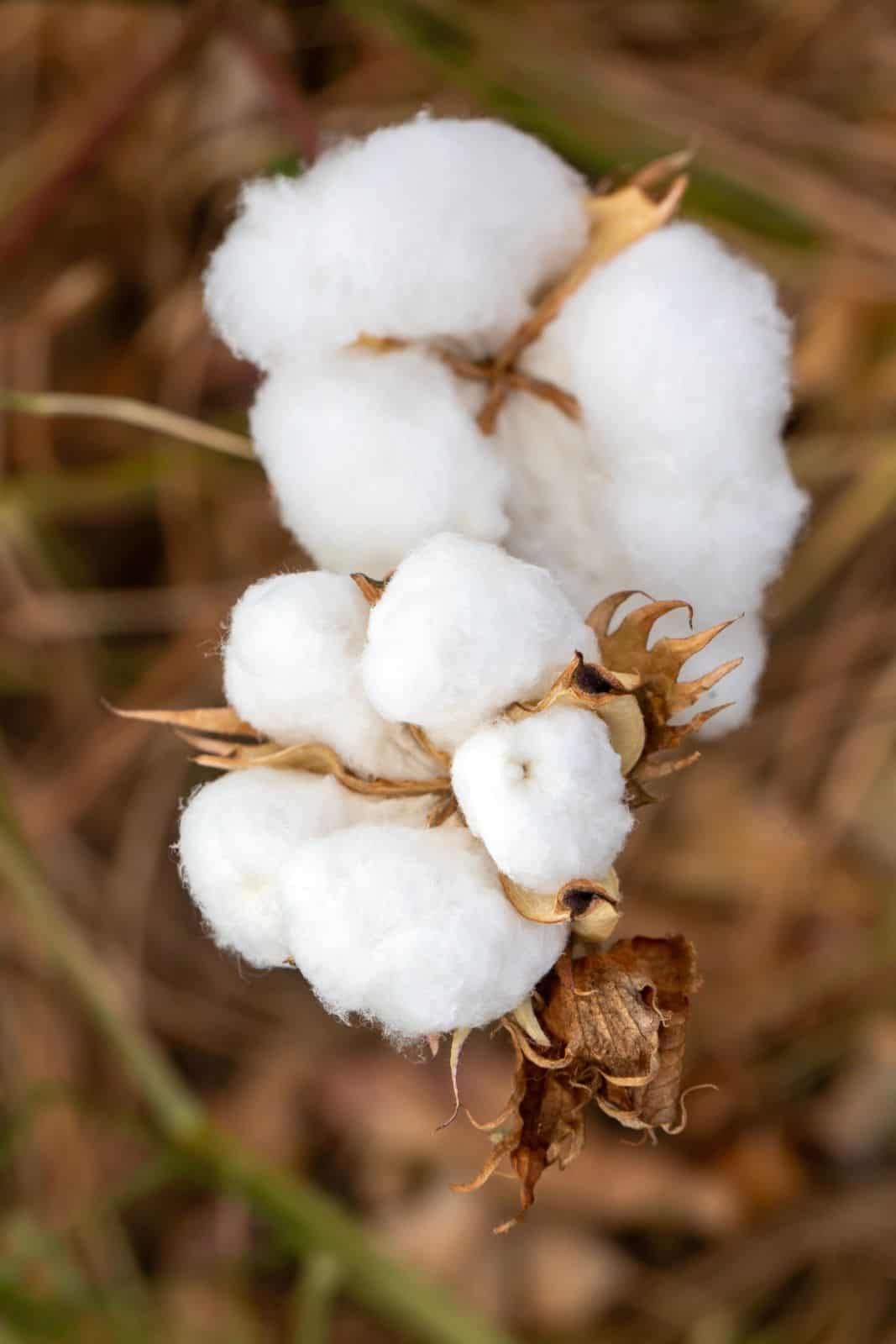 Cotton Fields