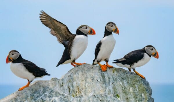 Puffins